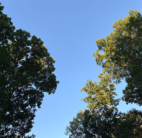 Tall Oaks 480x480